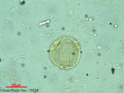 Jean-Pierre.Suc/Mappianthus_iodoides_20323/Mappianthus_iodoides_20323_0001(copy)_thumb.jpg