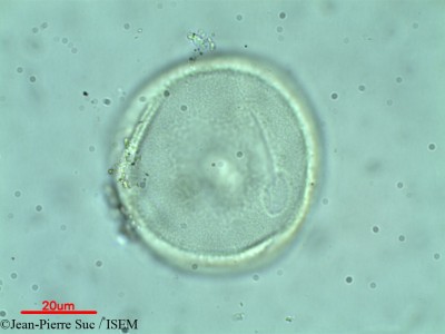 Jean-Pierre.Suc/Matudaea_hirsuta_40984/Matudaea_hirsuta_40984_0001(copy)_thumb.jpg