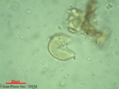 Jean-Pierre.Suc/Metasequoia_glyptostroboides_60331/Metasequoia_glyptostroboides_60331_0001(copy)_thumb.jpg