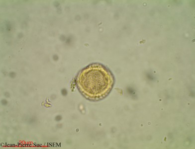 Jean-Pierre.Suc/Microtropis_fallax_24222/Microtropis_fallax_24222_0001(copy)_thumb.jpg