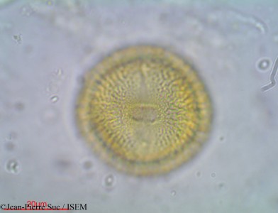 Jean-Pierre.Suc/Montinia_caryophyllacea_26659/Montinia_caryophyllacea_26659_0001(copy)_thumb.jpg