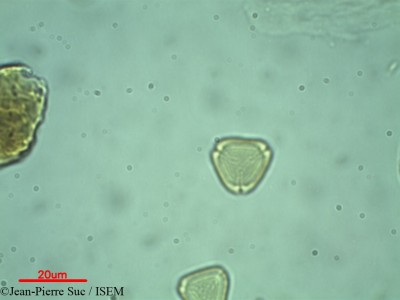 Myrtus communis - lame n° 32288