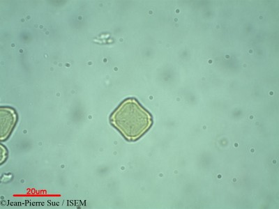 Myrtus communis - lame n° 32288