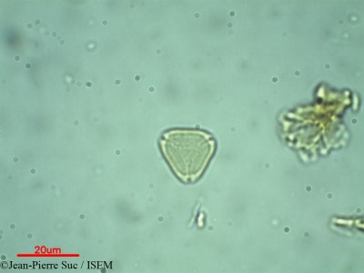 Myrtus communis - lame n° 32288