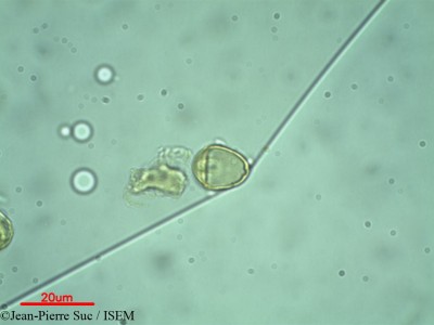 Myrtus communis - lame n° 32288