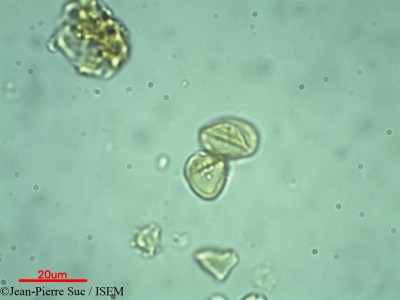 Myrtus communis - lame n° 32288