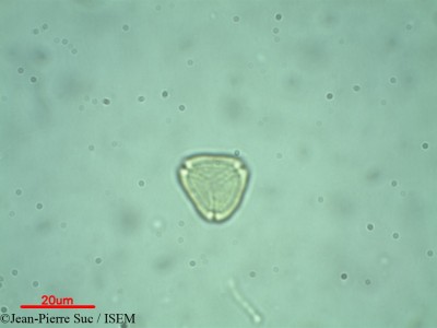 Myrtus communis - lame n° 32288