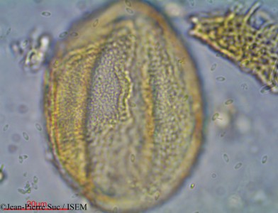 Jean-Pierre.Suc/Nelumbium_speciosum_2168/Nelumbium_speciosum_2168_0001(copy)_thumb.jpg