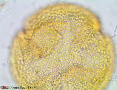 Jean-Pierre.Suc/Nelumbo_nucifera_19037/Nelumbo_nucifera_19037_0001(copy)_thumb.jpg