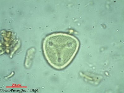 Jean-Pierre.Suc/Neurada_procumbens_9999/Neurada_procumbens_9999_0001(copy)_thumb.jpg