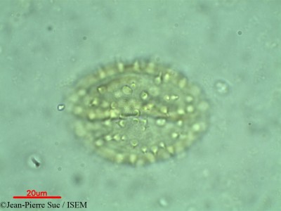 Jean-Pierre.Suc/Nipa_fruticans_34258/Nipa_fruticans_34258_0001(copy)_thumb.jpg
