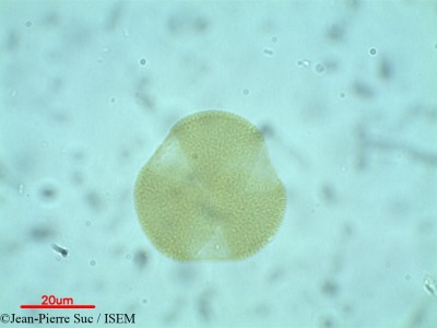 Jean-Pierre.Suc/Peltogyne_mexicana_38873/Peltogyne_mexicana_38873_0001(copy)_thumb.jpg