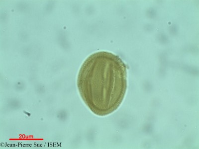 Jean-Pierre.Suc/Peltogyne_pubescens_38874/Peltogyne_pubescens_38874_0001(copy)_thumb.jpg