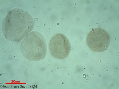 Jean-Pierre.Suc/Phillyrea_latifolia_30654/Phillyrea_latifolia_30654_0001(copy)_thumb.jpg