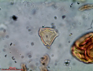 Jean-Pierre.Suc/Phylica_leucocephala_36912/Phylica_leucocephala_36912_0001(copy)_thumb.jpg