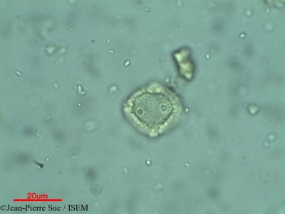 Jean-Pierre.Suc/Phyllanthus_simplex_10100/Phyllanthus_simplex_10100_0001(copy)_thumb.jpg