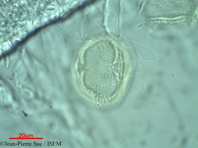 Jean-Pierre.Suc/Picrasma_quassioides_41750/Picrasma_quassioides_41750_0001(copy)_thumb.jpg