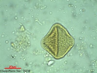 Jean-Pierre.Suc/Quassia_africana_14594/Quassia_africana_14594_0001(copy)_thumb.jpg