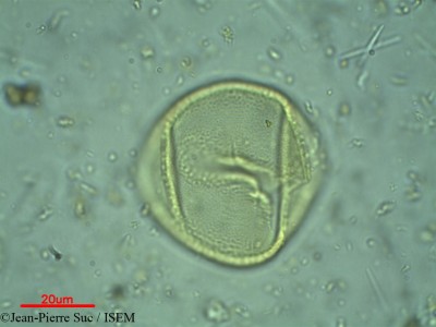 Jean-Pierre.Suc/Quassia_amara_4048/Quassia_amara_4048_0001(copy)_thumb.jpg