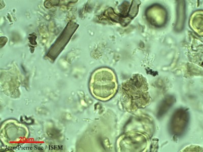 Jean-Pierre.Suc/Rhizophora_candelaria_34256/Rhizophora_candelaria_34256_0001(copy)_thumb.jpg