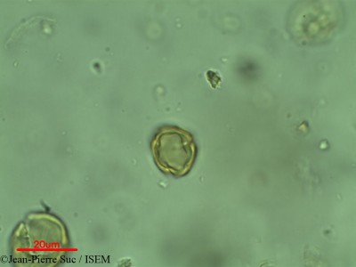 Jean-Pierre.Suc/Rhizophora_mucronata_10833/Rhizophora_mucronata_10833_0001(copy)_thumb.jpg