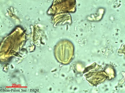 Rhodoleia championii - lame n° 12281