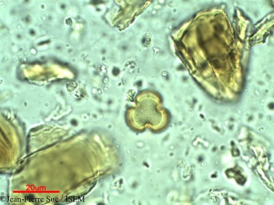 Rhodoleia championii - lame n° 12281