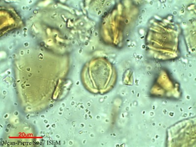 Rhodoleia championii - lame n° 12281