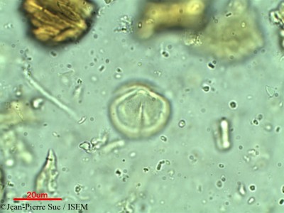Rhodoleia championii - lame n° 12281