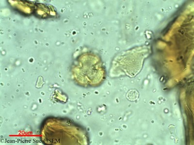 Rhodoleia championii - lame n° 12281