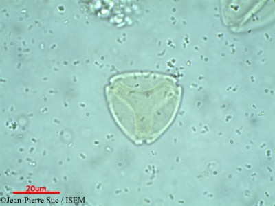Jean-Pierre.Suc/Rhoiptelea_chiliantha_2250/Rhoiptelea_chiliantha_2250_0001(copy)_thumb.jpg