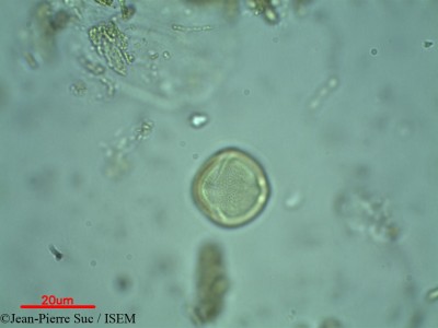 Jean-Pierre.Suc/Samadera_indica_2030/Samadera_indica_2030_0001(copy)_thumb.jpg