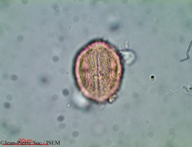Jean-Pierre.Suc/Schrebera_schinoides_22284/Schrebera_schinoides_22284_0001(copy)_thumb.jpg