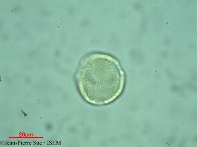 Jean-Pierre.Suc/Scyphiphora_hydrophylacea_21266/Scyphiphora_hydrophylacea_21266_0001(copy)_thumb.jpg