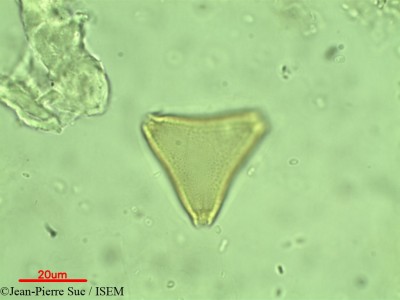 Jean-Pierre.Suc/Serjania_crassinervis_21576/Serjania_crassinervis_21576_0001(copy)_thumb.jpg