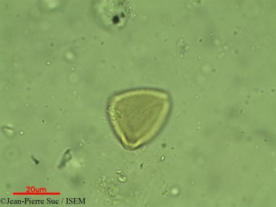 Jean-Pierre.Suc/Serjania_simulata_21661/Serjania_simulata_21661_0001(copy)_thumb.jpg