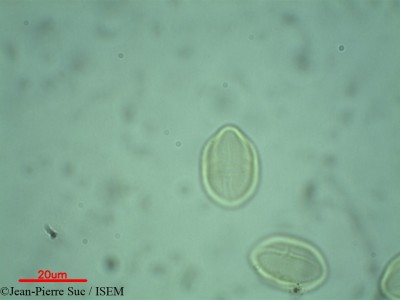 Jean-Pierre.Suc/Simarouba_glauca_10311/Simarouba_glauca_10311_0001(copy)_thumb.jpg