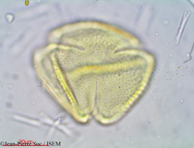 Jean-Pierre.Suc/Staphylea_bumalda_16183/Staphylea_bumalda_16183_0001(copy)_thumb.jpg