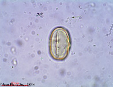 Jean-Pierre.Suc/Steganotaenia_araliacea_20853/Steganotaenia_araliacea_20853_0001(copy)_thumb.jpg