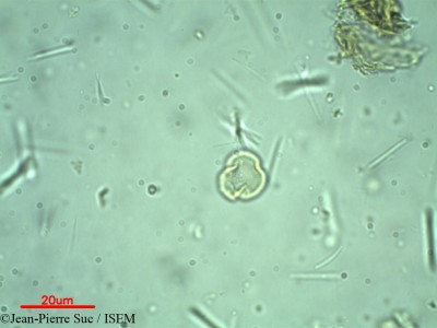 Jean-Pierre.Suc/Uncaria_thwaitesii_23527/Uncaria_thwaitesii_23527_0001(copy)_thumb.jpg