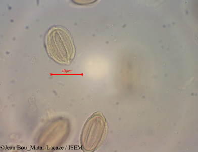 Ephedra californica - lame n° 60354