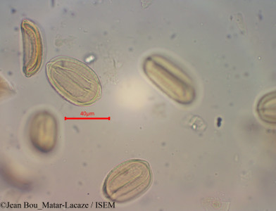 Ephedra californica - lame n° 60354