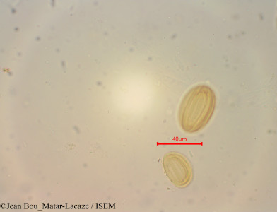 Ephedra viridis - lame n° 60370