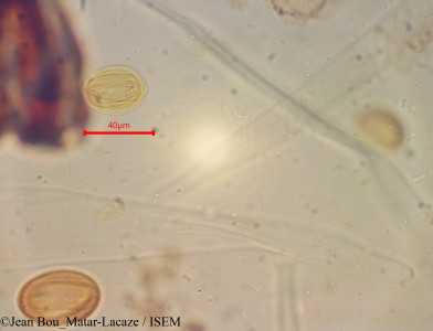 Ephedra viridis - lame n° 60370