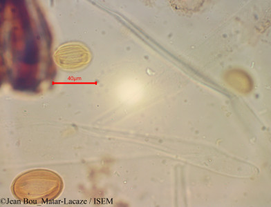 Ephedra viridis - lame n° 60370