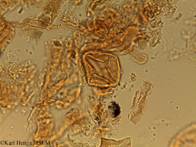 Karl.Henga/Acioa_pallescens_32512/Acioa_pallescens_32512_0001(copy)_thumb.jpg