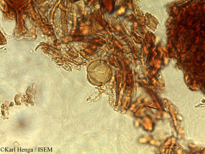 Karl.Henga/Agelaea_pentagyna_2549/Agelaea_pentagyna_2549_0001(copy)_thumb.jpg