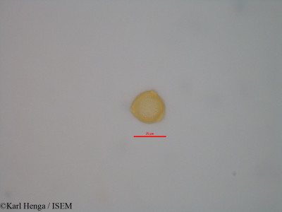 Karl.Henga/Aidia_micrantha_47351/Aidia_micrantha_47351_0001(copy)_thumb.jpg