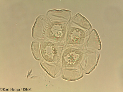 Albizia laurentii - lame n° 45001