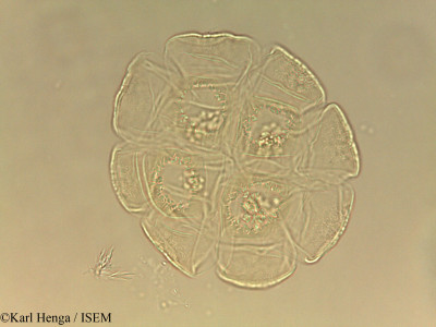 Albizia laurentii - lame n° 45001